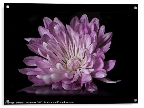 Chrysanthemum reflection Acrylic by Barbara Ambrose