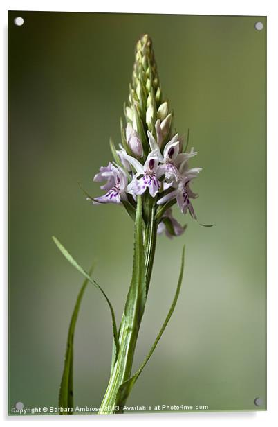 Wild Orchid~Dactylorhiza fuchsii Acrylic by Barbara Ambrose