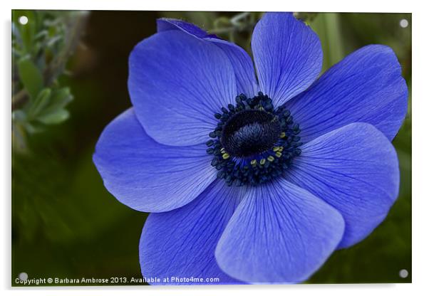 blue anemone Acrylic by Barbara Ambrose