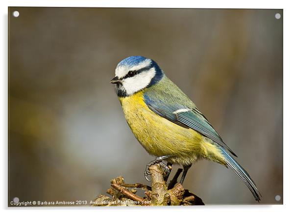 Blue tit~Cyanistes caeruleus Acrylic by Barbara Ambrose