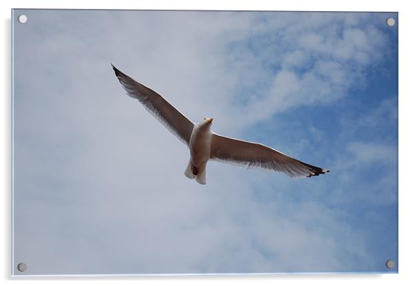 Bird in Flight Acrylic by Tracy Hughes