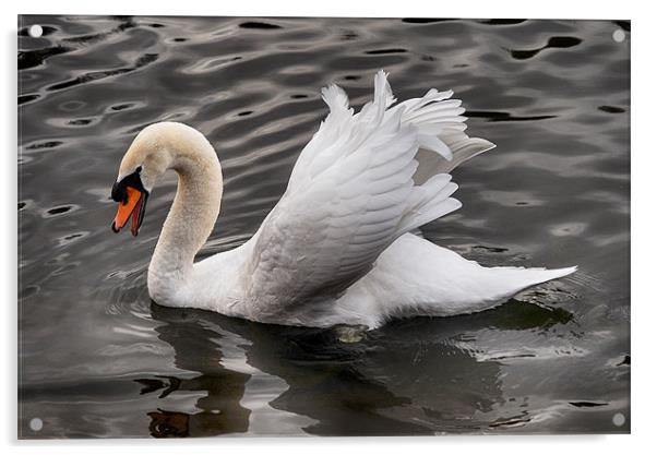 White swan, bathing. Acrylic by Tracy Hughes