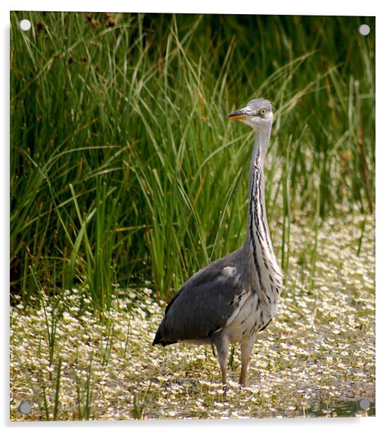 Heron Acrylic by Tracy Hughes