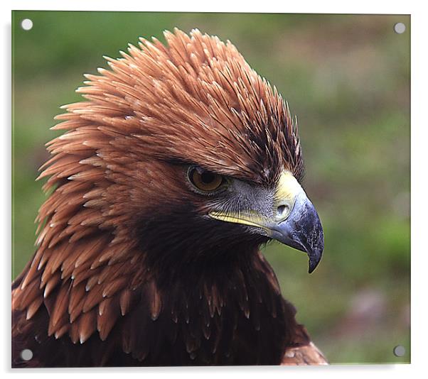 Eagle Head Acrylic by Sandra Thompson