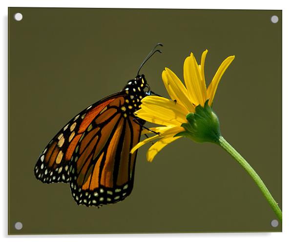 Monarch Acrylic by Bryan Olesen