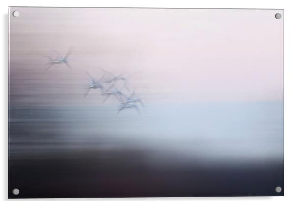 RingBilled Gulls Pastel Acrylic by Bryan Olesen