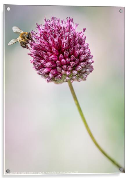 Allium sphaerocephalon and Bee Acrylic by nick coombs