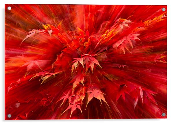 Autumn Zoom Acrylic by nick coombs