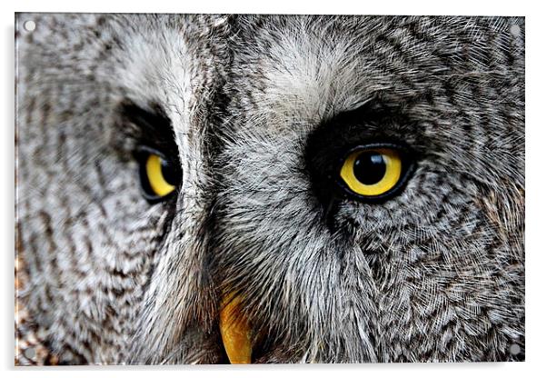 Owl Eyes Acrylic by Reuben Hastings