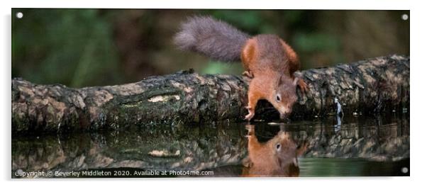 A red squirrel looking at refection Acrylic by Beverley Middleton
