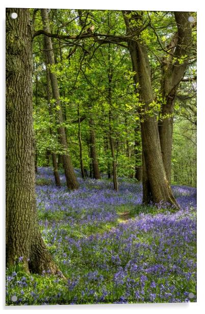 Bluebells at Middleton Woods, Yorkshire Acrylic by Beverley Middleton