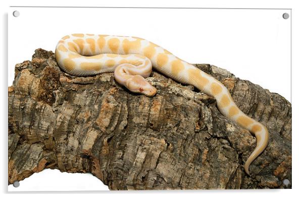 Albino royal python Acrylic by Shaun Devenney