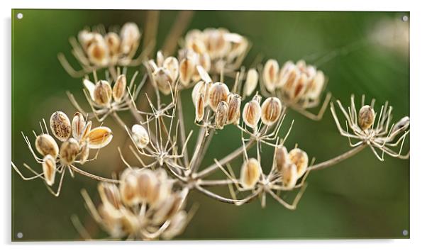 Autumn seeds Acrylic by Paul May