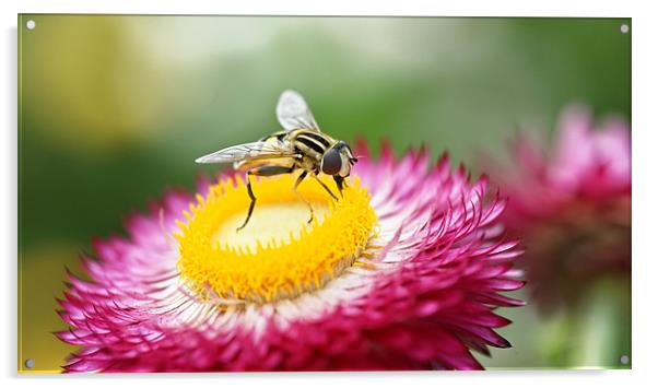 Sun Fly - Heliophilus Pendulas Acrylic by Paul May