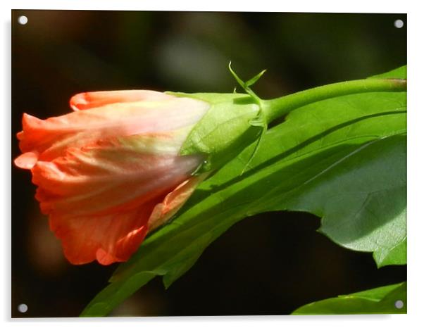 Ready To Blossom into Flower Acrylic by Sajitha Nair
