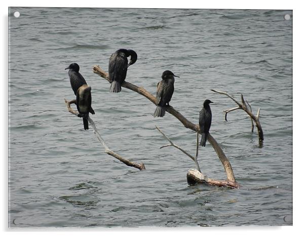 Cormorants Relaxing On Branches Acrylic by Sajitha Nair