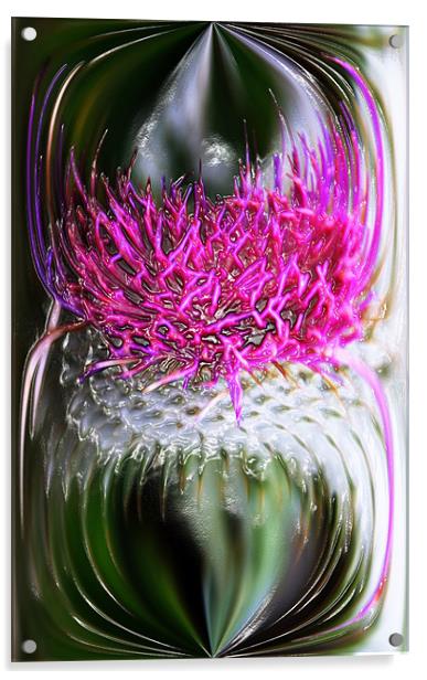 Thistle In Glass Acrylic by Ian Jeffrey