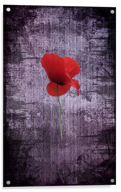 Single Poppy Acrylic by Ian Jeffrey
