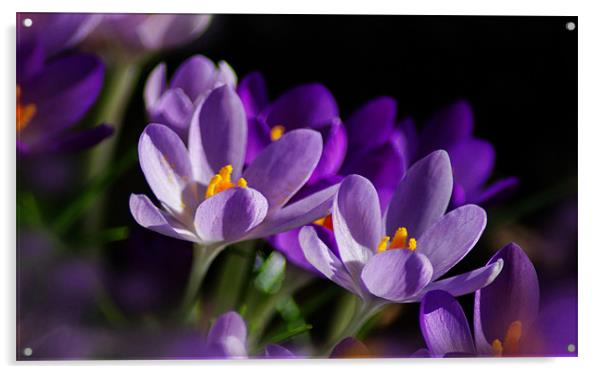 Purple Crocus Flowers In Sun Acrylic by Jacqi  Elmslie