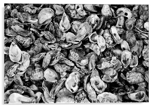  Oyster Shells Acrylic by Paul Rayment