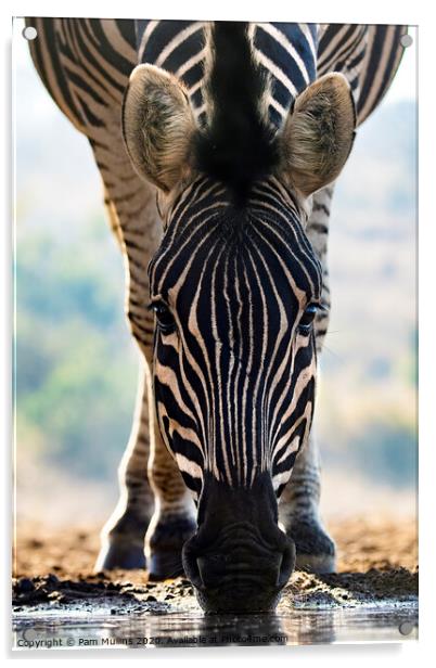 Zebra Acrylic by Pam Mullins