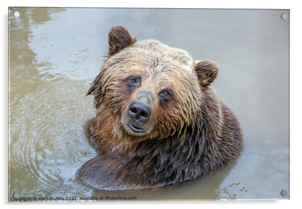 Grizzly Bear Acrylic by Pam Mullins