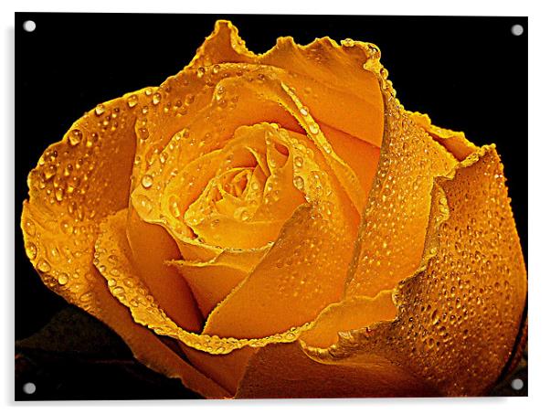 Wet Rose Acrylic by Dave Watson