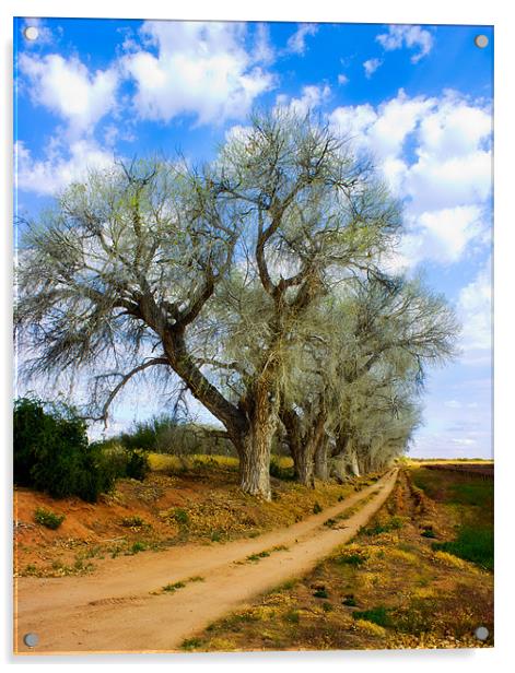 Trees along a dirt Road Acrylic by Elizma Fourie