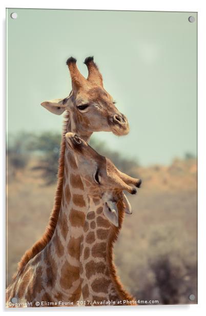 Giraffe Acrylic by Elizma Fourie