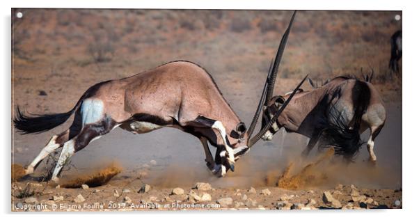 Fighting Oryx Acrylic by Elizma Fourie