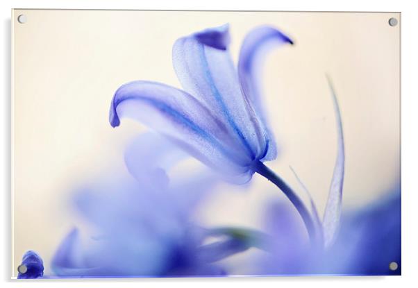 Blue Light. The Wild Hyacinth Acrylic by Jenny Rainbow