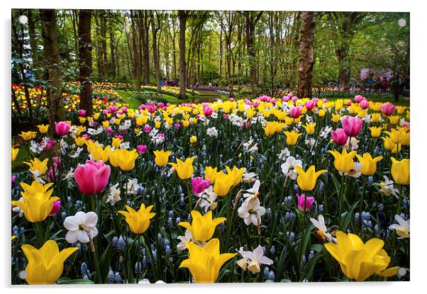 Colorful Corner Of The Keukenhof Garden 1. Tulips  Acrylic by Jenny Rainbow