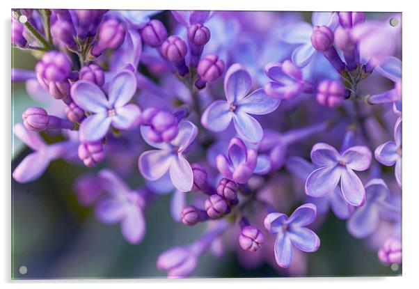 Lilac Dream  Acrylic by Jenny Rainbow