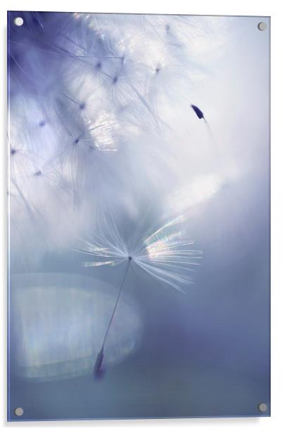  Mr. Dandelion. Light Flight Acrylic by Jenny Rainbow