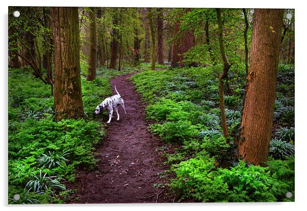  Dalmatian In the Spring Woods  Acrylic by Jenny Rainbow