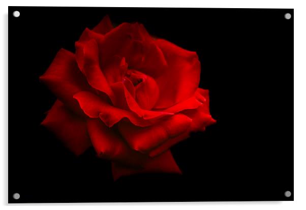  Last Rose of Summer Acrylic by Jenny Rainbow