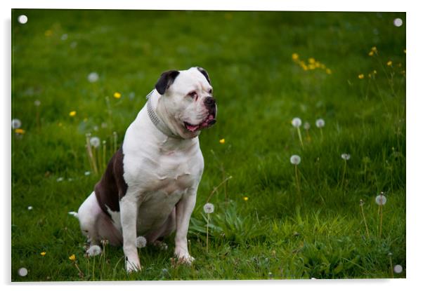 American bulldog on green spring meadow Acrylic by Jenny Rainbow