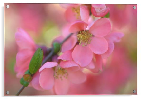 Spring Love                   Acrylic by Jenny Rainbow