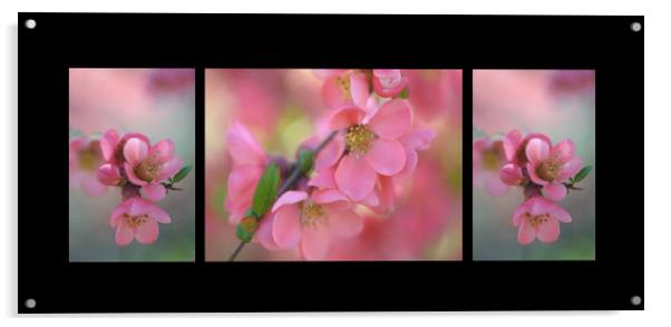 The Tender Spring Blooms. Triptych on Black Acrylic by Jenny Rainbow