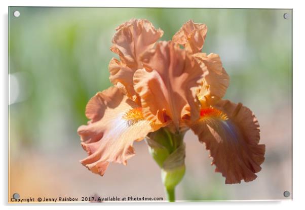 Dodge City Close Up. The Beauty of Irises Acrylic by Jenny Rainbow