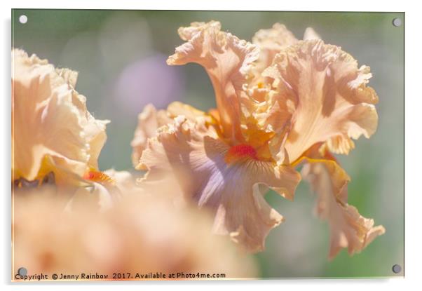 Dodge City 2. The Beauty of Irises Acrylic by Jenny Rainbow