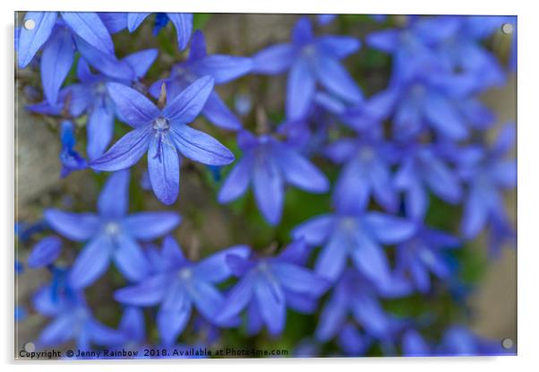 Blue Campanula garden carpet Acrylic by Jenny Rainbow