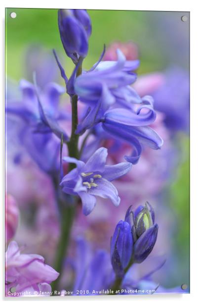 Spanish Bluebells Acrylic by Jenny Rainbow