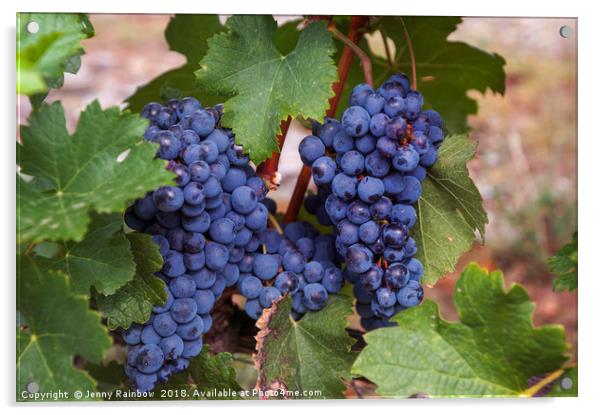 Blue Grapes Vines Acrylic by Jenny Rainbow