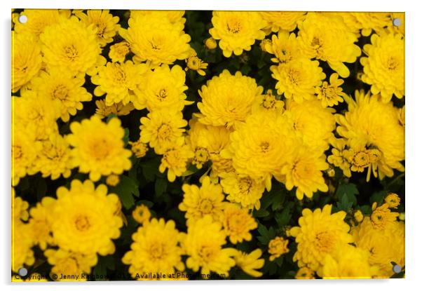 Chrysanthemum Poppins Yellow Jewel  Acrylic by Jenny Rainbow