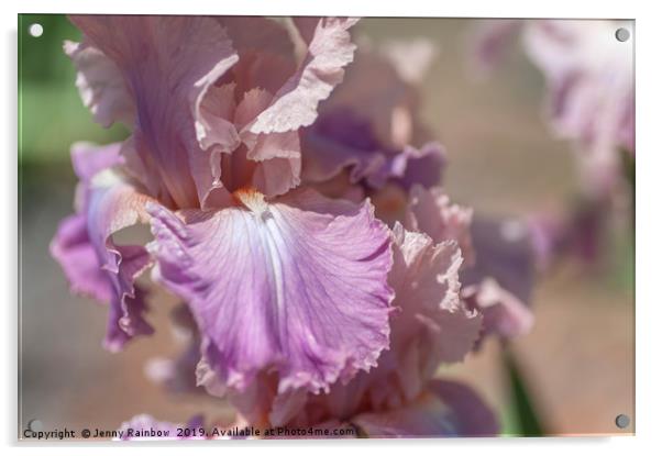 Tall Bearded Iris 'Pond Lily' Acrylic by Jenny Rainbow