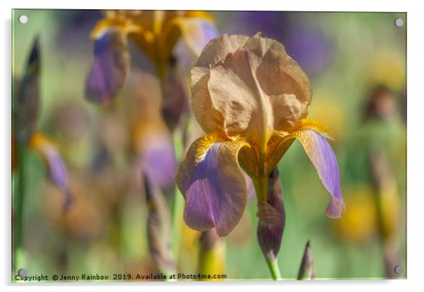 Tall Bearded Iris 'Evolution' Acrylic by Jenny Rainbow