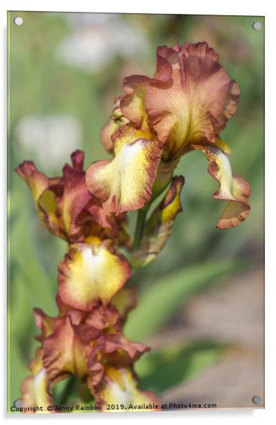 Beauty Of Irises. Taholah 1 Acrylic by Jenny Rainbow