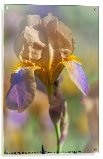 Beauty Of Irises. Evolution Acrylic by Jenny Rainbow