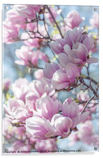 Abundant Blooms of Chinese Magnolia 1 Acrylic by Jenny Rainbow